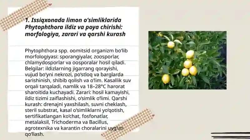 Issiqxonadagi limon oʻsimliklarining kasalliklari morfologiyasi zarari va qarshi kurash 3