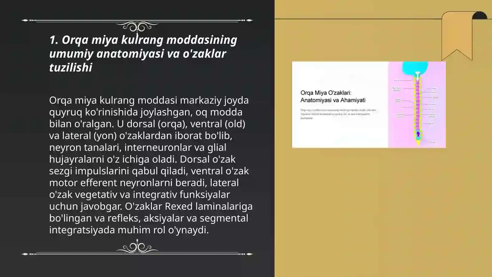 Orqa miya kulrang moddasining umumiy anatomiyasi va o'zaklar tuzilishi 3