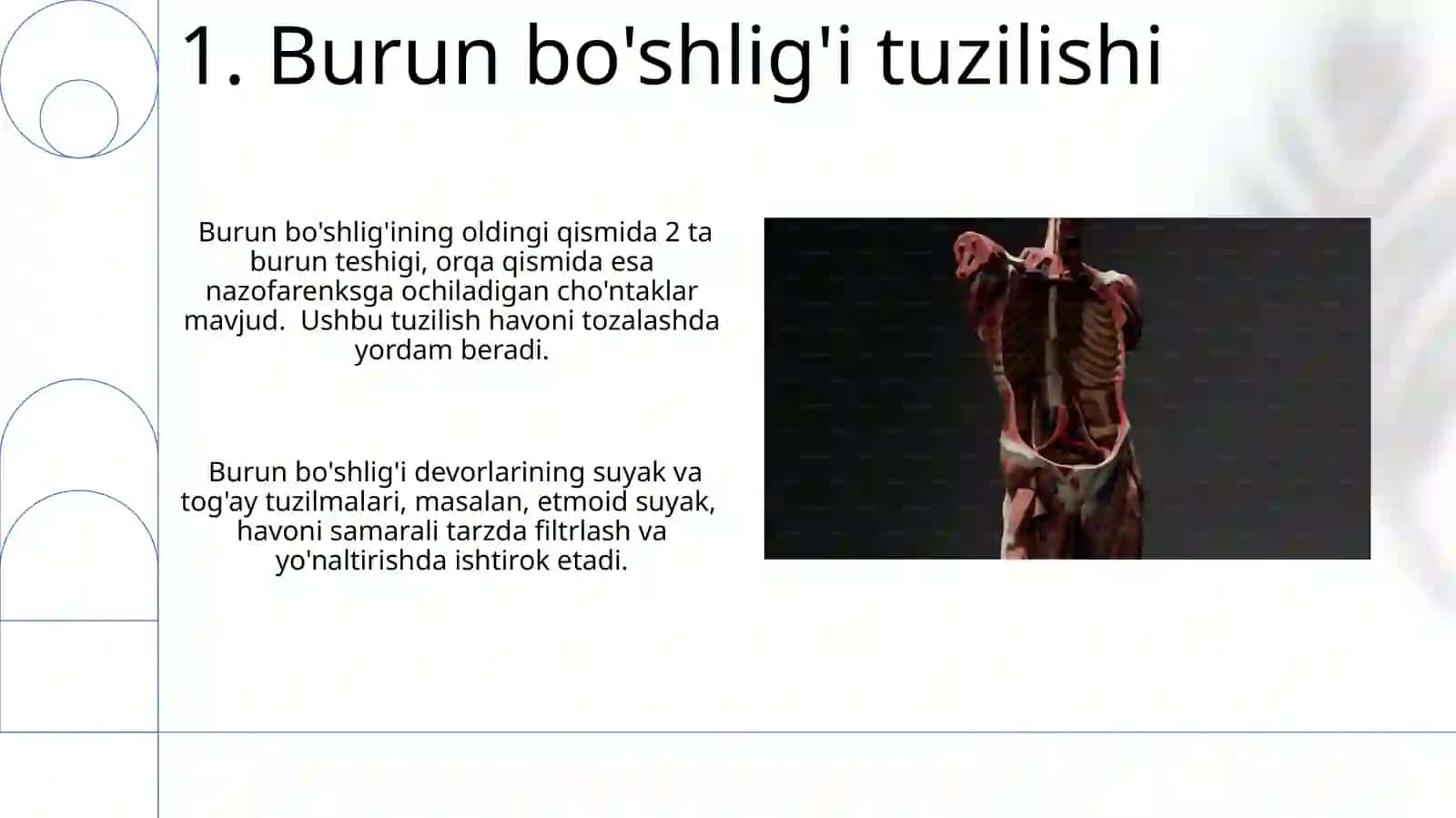 Nafas yo'llariga kiruvchi a'zolarni tuzilizishi joylashishi 3