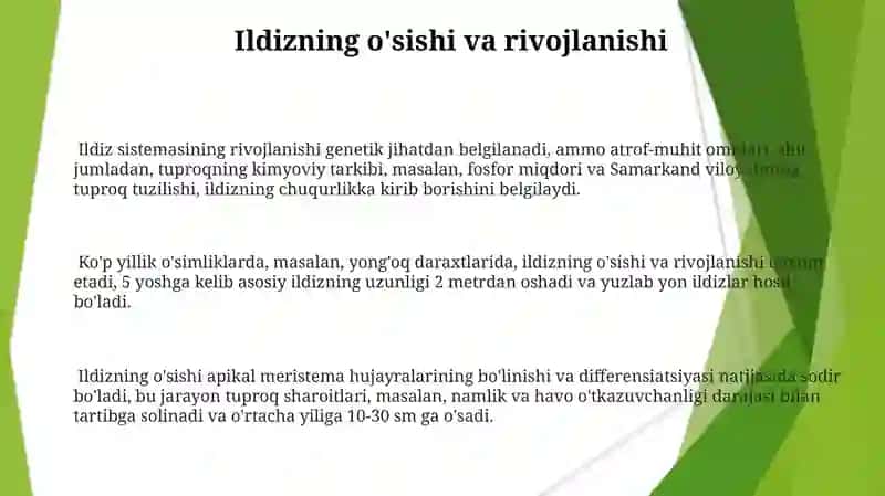 Ildiz Tuzilishi va Turlari 3