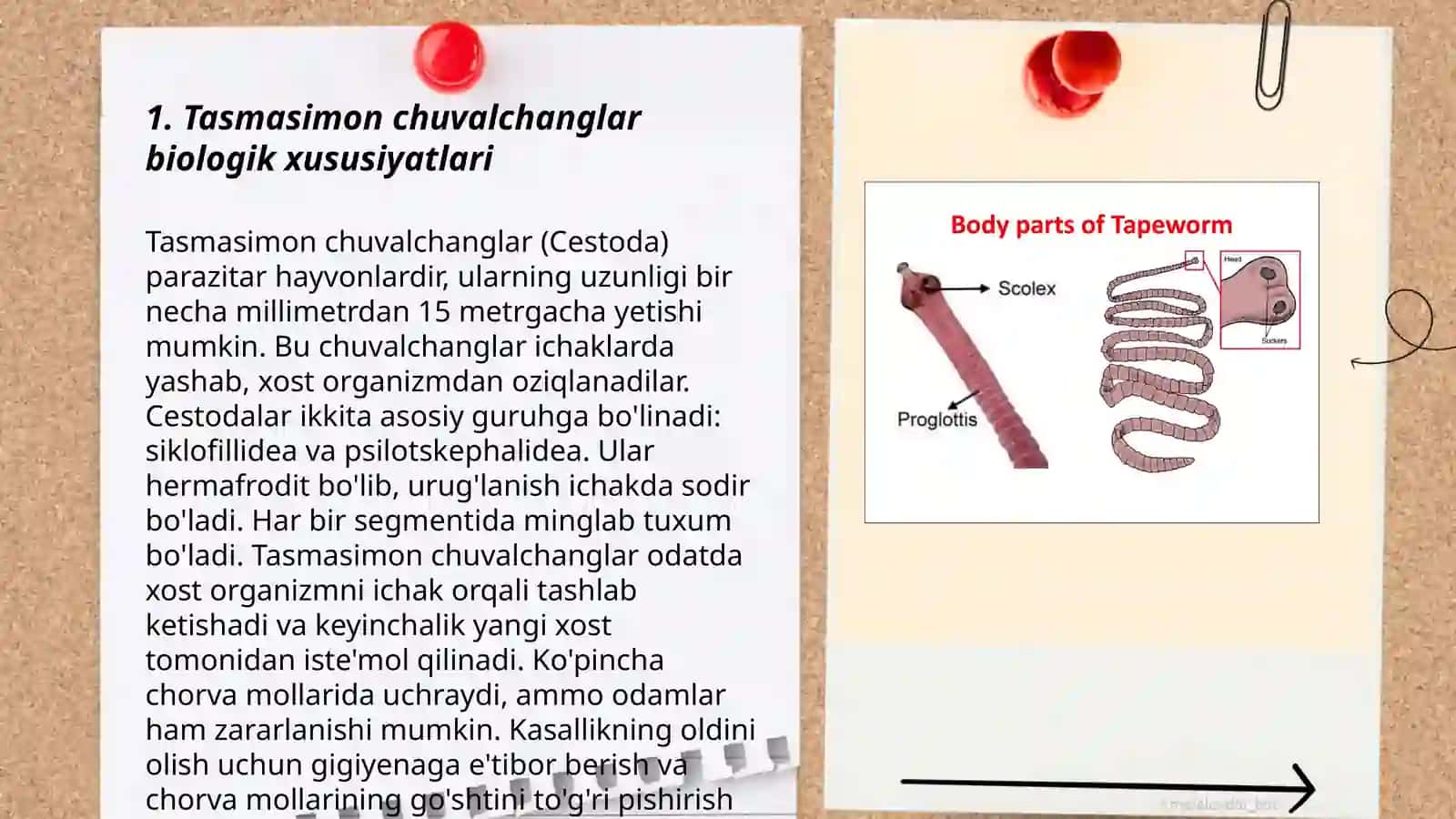 Tasmasimon chuvalchanglar biologik xususiyatlari 3