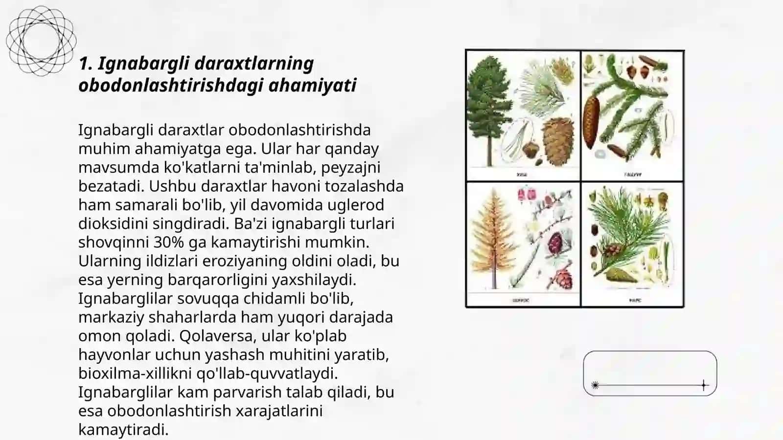 Shaharni obodonlashtirishda ishlatiladigan ignabargli daraxtlar va butalar assortimenti 3