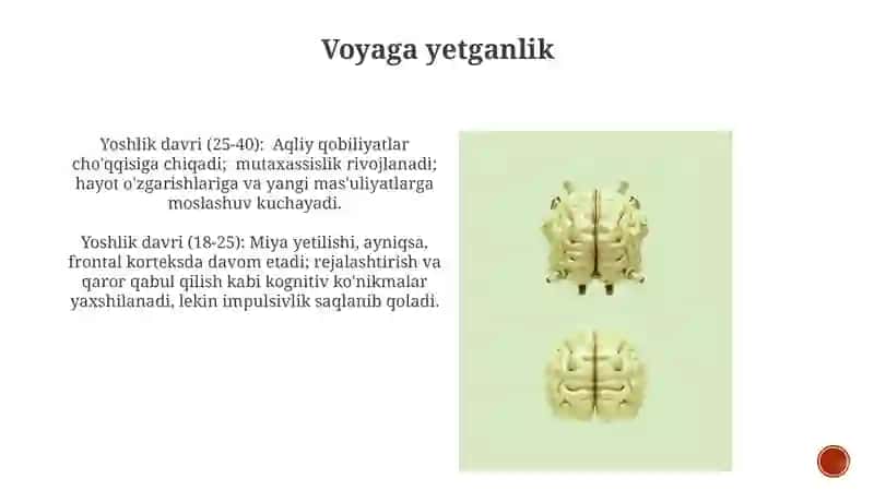 Neyrokognetov taraqqiyotlari va kovnetiv taraqqiyotlarining bosqichlari 3