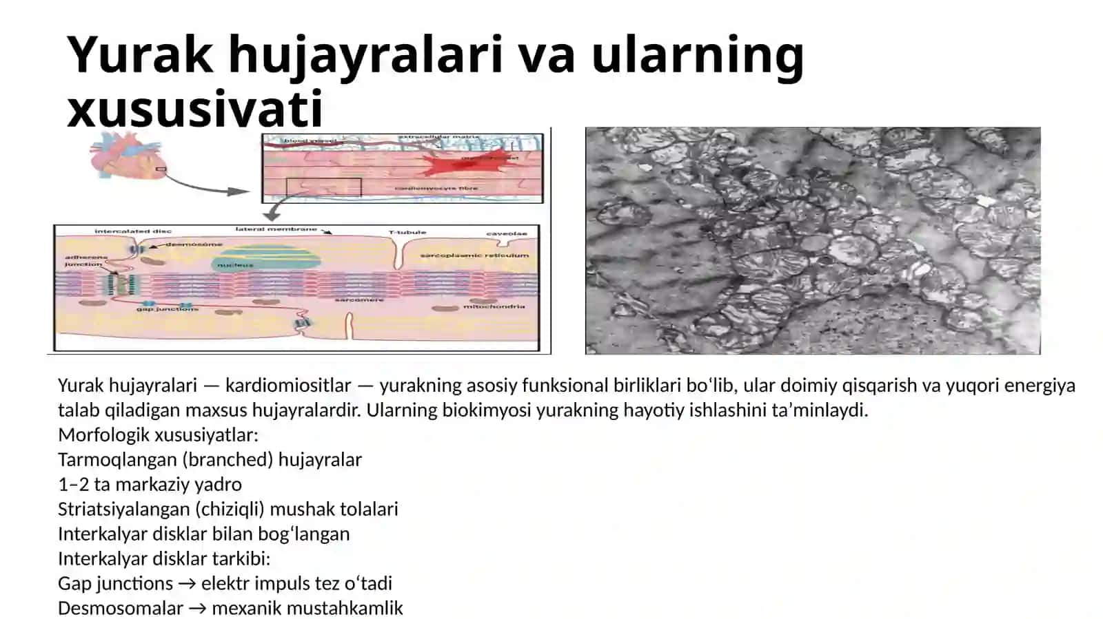 yurak qon tomir biokimyosi 3