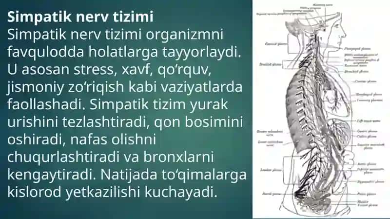 Simpatik va parasimpatik nerv tizimi funksiyalari 3