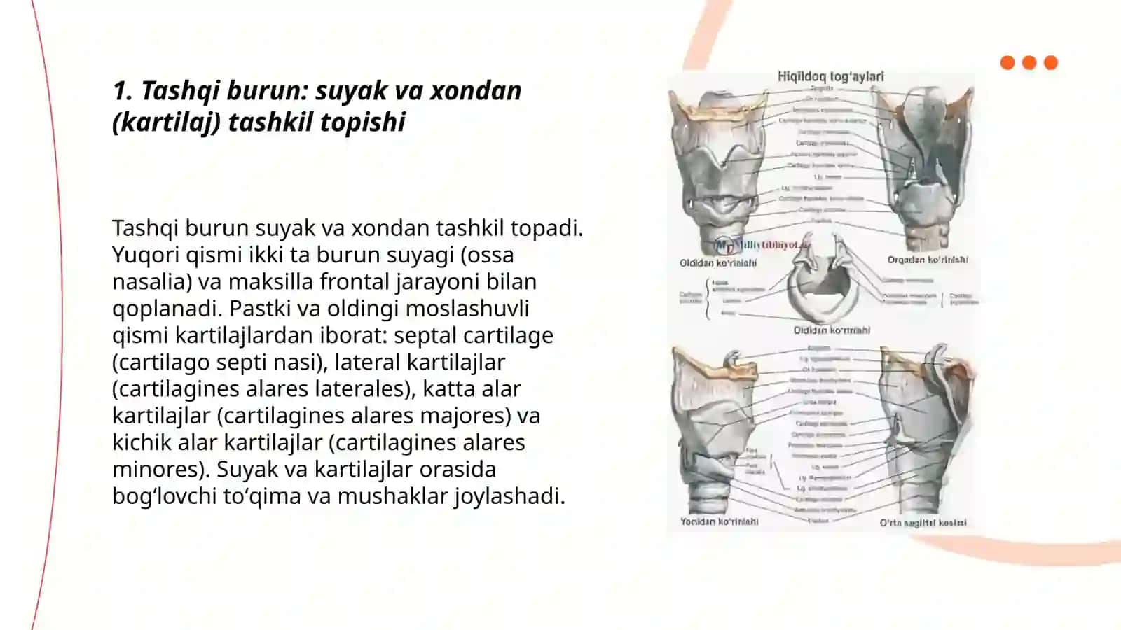 Tashqi burun 3