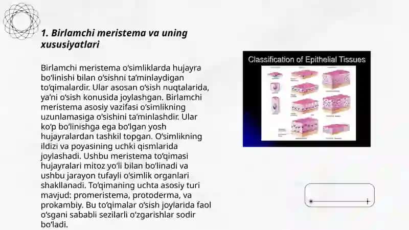 Ildizning birlamchi va ikkilamchi toʻqimasi gistogenezida meristematik hujayralarni doimiy toʻqimaga aylanishi 3