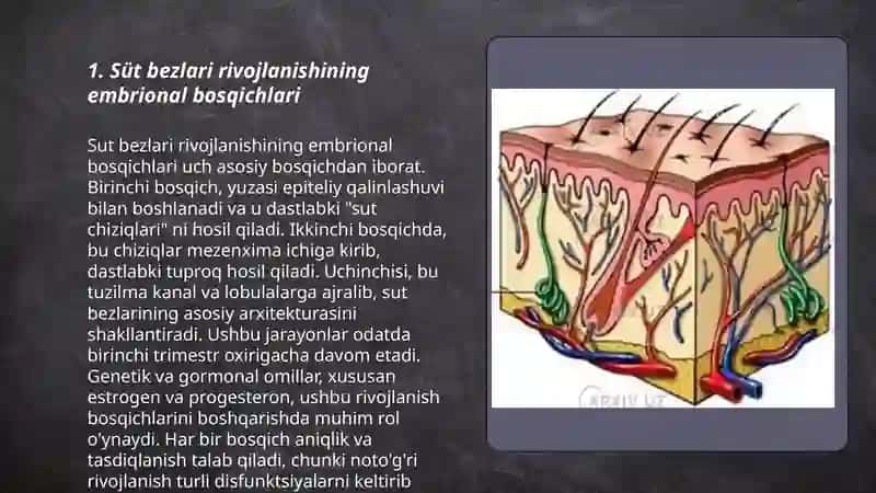 sut bezlari gistogenezi va gistofiziologiyasi. Laktatsiya jarayonining neyrogumoral mexanizmlari 3