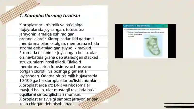 Xloroplastlarda fotosintez jarayonining kechishi 3