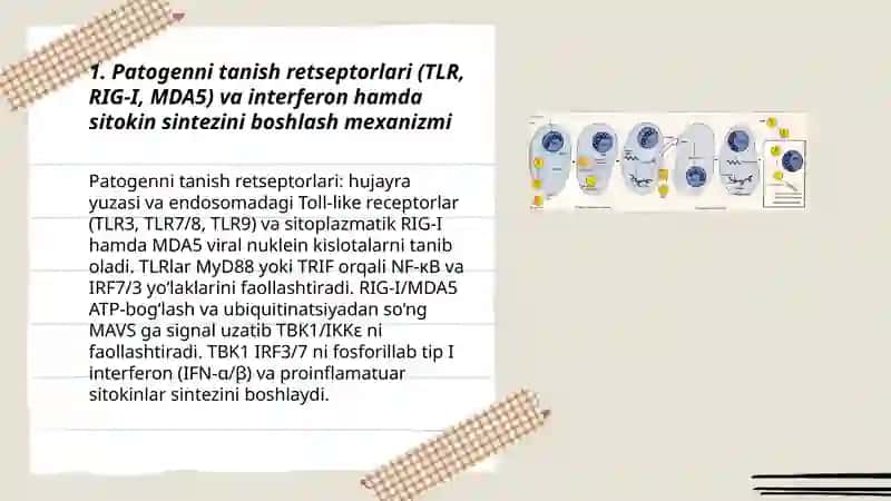 Interferon va sitokinlar sintezlanishi tasir mexanizmi 3