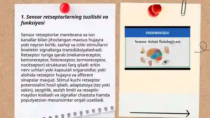 Sensor Tizimlar Fiziologiyasi 3