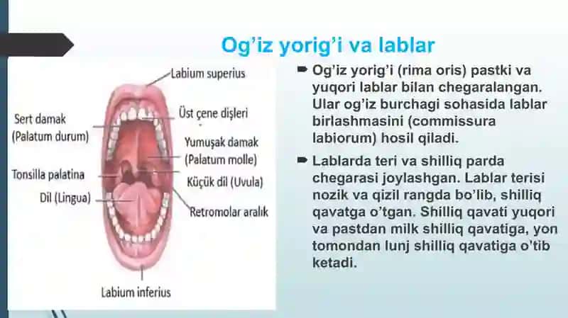 Bolalarda va kattalarda og`iz sohasi klinik anatomiyasi 3