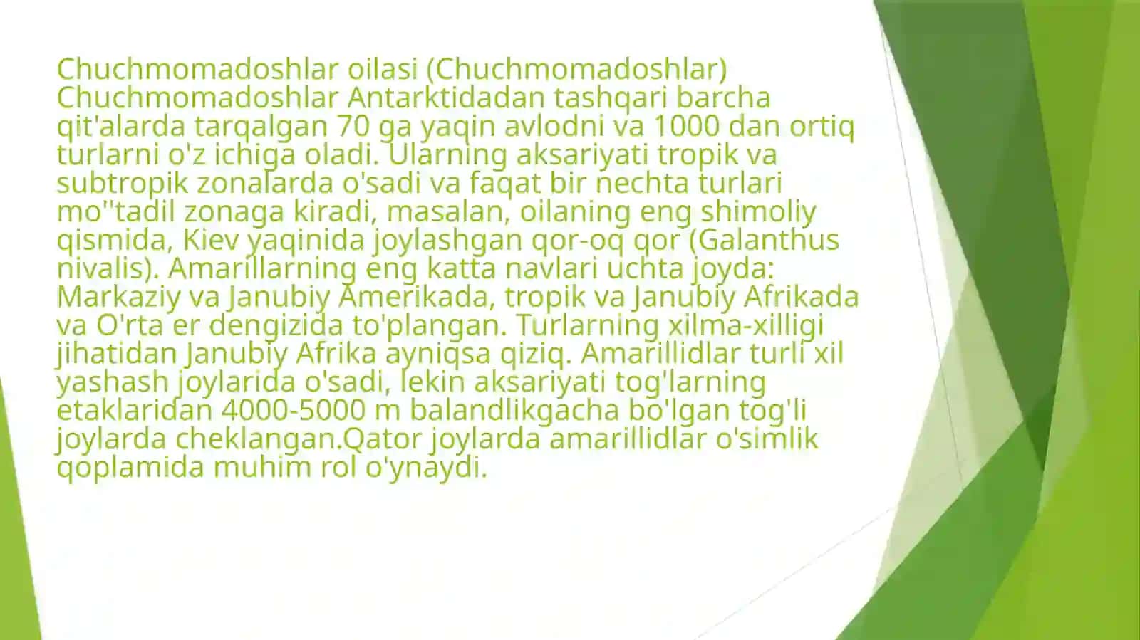 Chuchmomadoshlar (Amarilidaceae) oilasi turlari 3