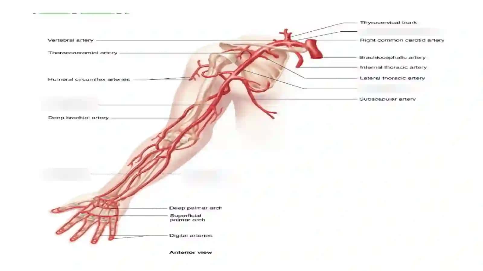 Qoʻl arteriyalarining tarmoqlanishi. KT-angiografiyada  morfologiyasi va anatomik variantlari. 3