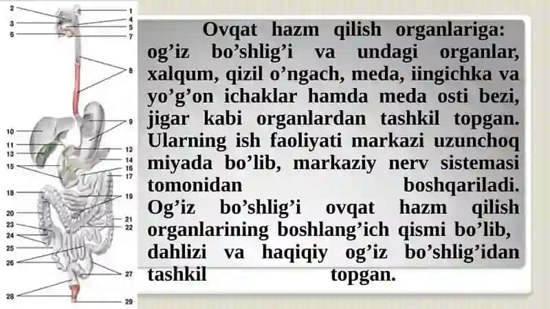 Ovqat hazm qilish sistemasining yosh xususiyatlari va ovqatlanish gigiyenasi. 3