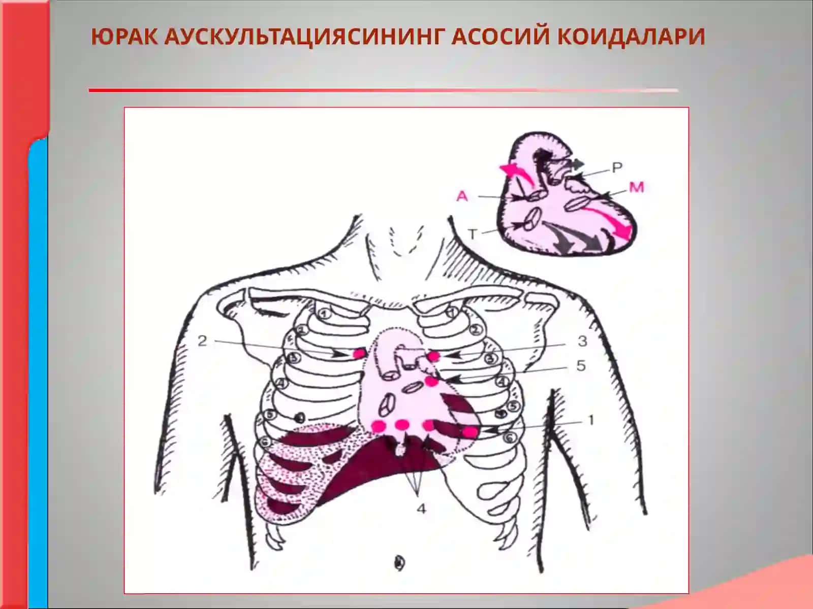 Юрак аускультацияси норма ва патологияда юрак тонлари шовкинлари 3