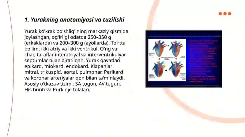 Yurak. Yurakda qon aylanish faoliyati 3
