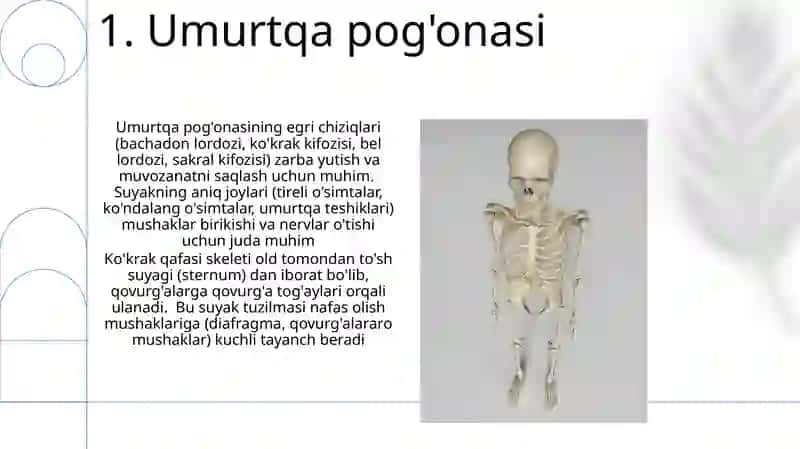 Umurtqa pog'onasi 3