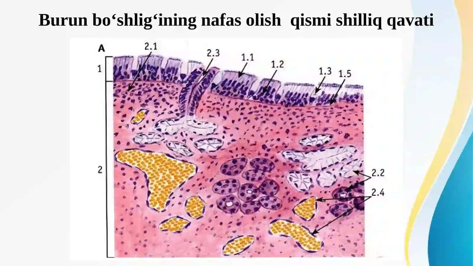 Nafas olish tizimi azolarining qiyosiy gistologik tavsifi 3