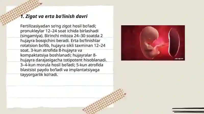 Odam embriogenezining qaltis davrlari 3