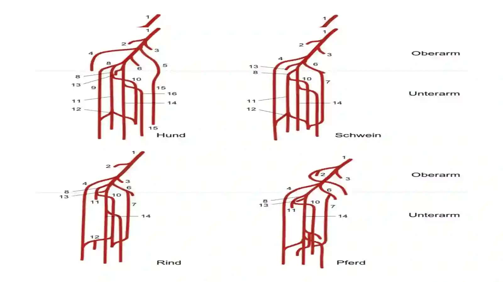 Yelka.bilak. qo'l kafti arteriyalari MSKTda anatomik xususiyatlari. 3