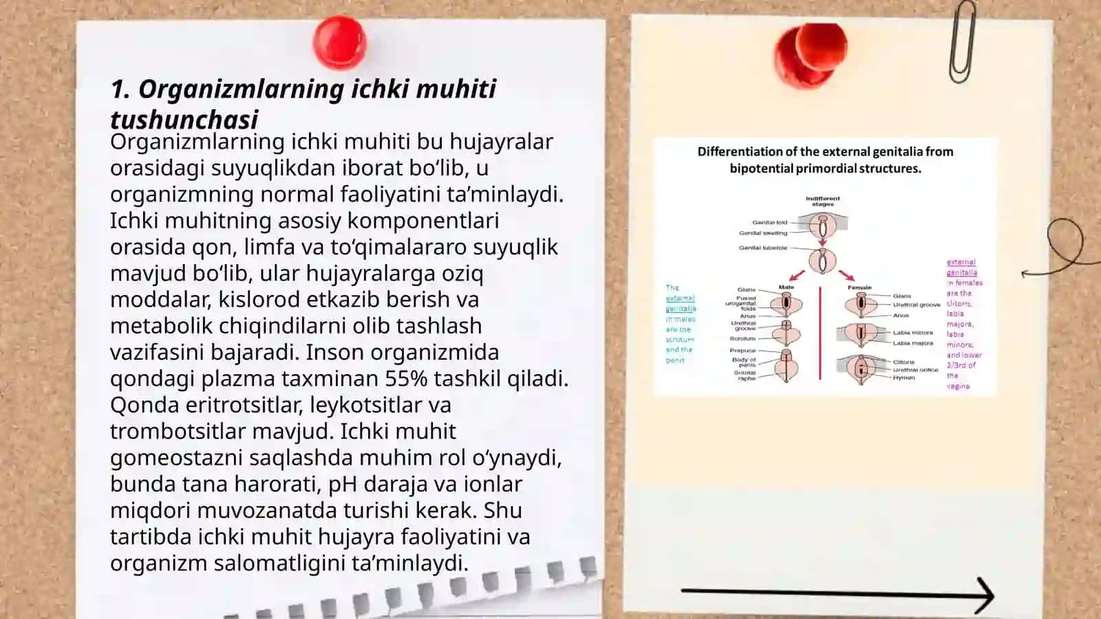 Organizmni ichki muhiti ichki muhit va uning tarkibi ahamiyati 3