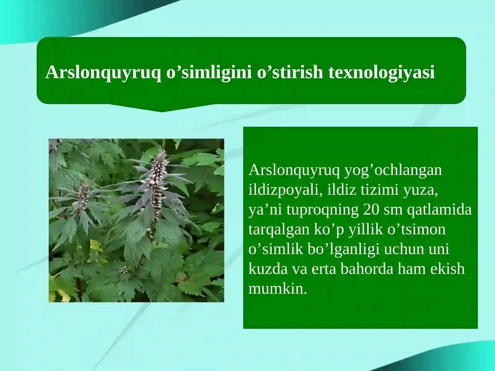 Beshbo’lakli arslonquyruq—Leonurus quinquelobatus 3