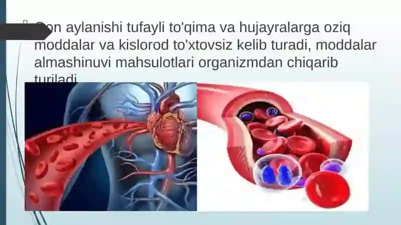 Qonaylanishiningahamiyati, yurakning tuzilishi 3