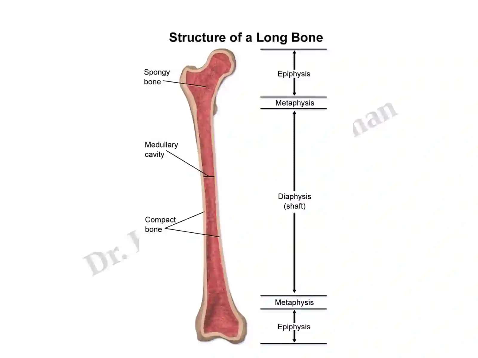 Medical Biology (Histology)Lec.9 3