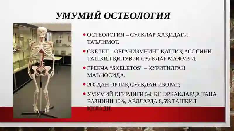Умумий остеология 3