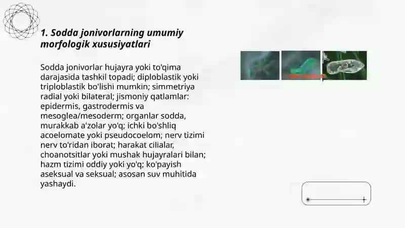 Sodda jonivorlar. Ularning marfalogiyasi, strukturasi va ularni oʻrganish usullari 3