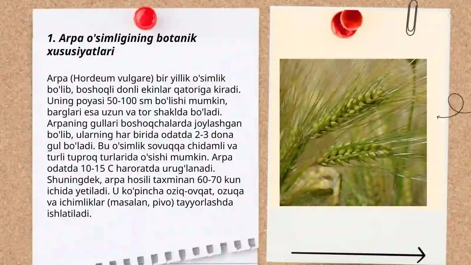 Arpa õsimligi 3