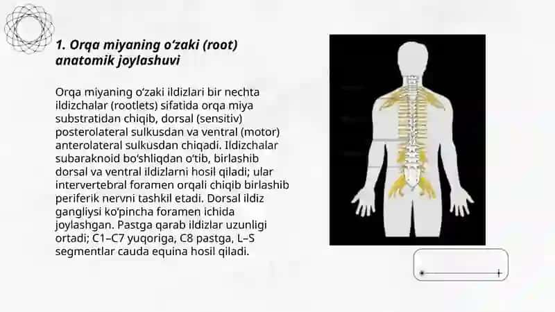 Orqa miyaning òzaklarining joylashuvi va ularning ahamiyati 3