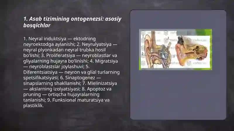 Asab tizimi va sezgi organlari ontofilogenezi 3