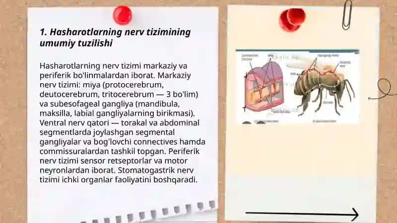 Hasharotlarni nerv sistemasi va uning funksiyasi 3