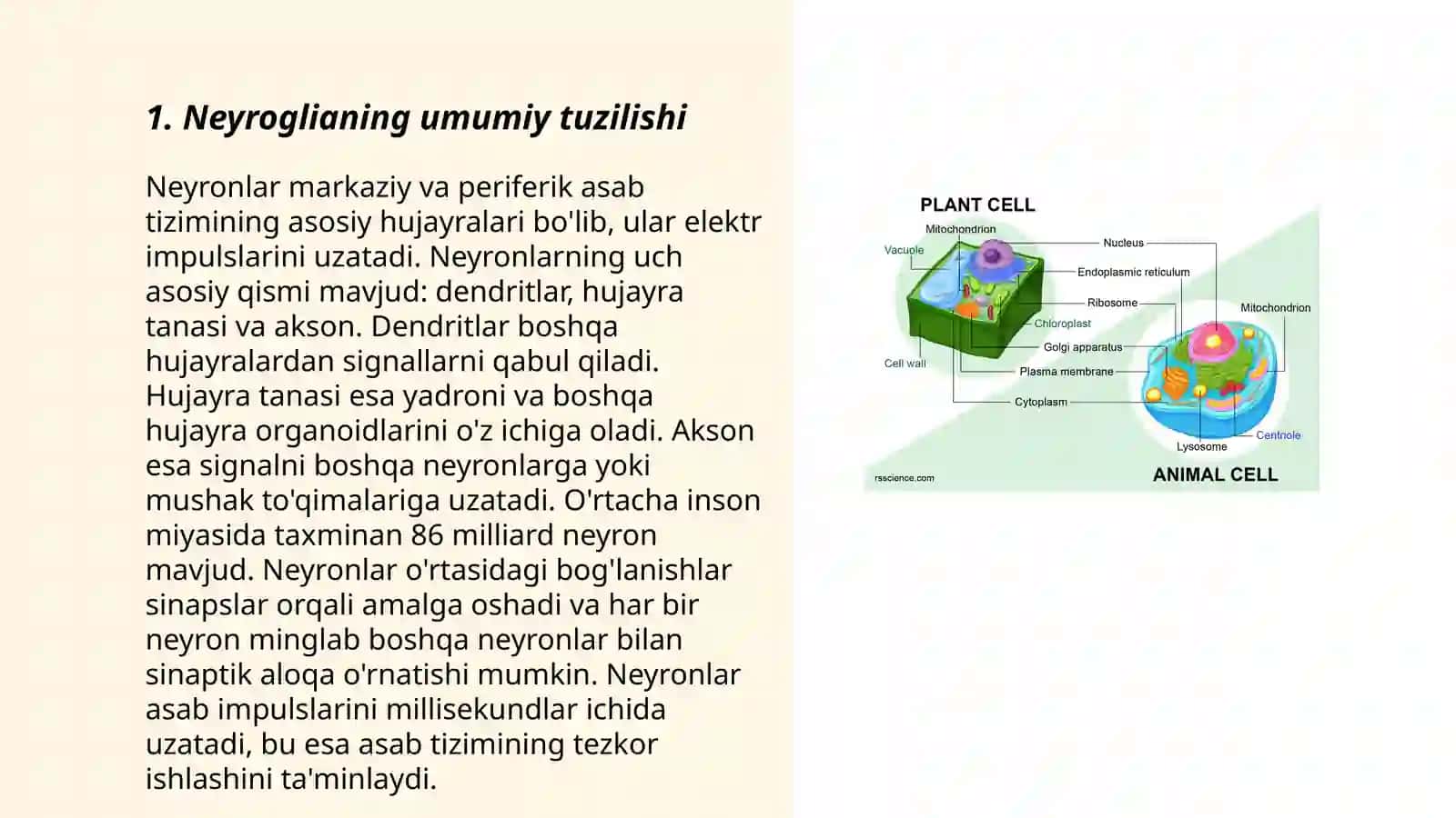 Neyrogliya Hujayralarining Tuzilishi va Funksiyasi 3