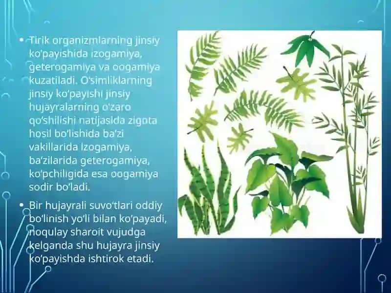 O‘simliklarning generativ organlari filogenezi 3
