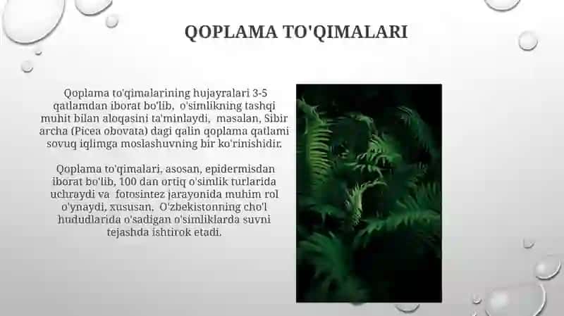 O'simlik to'qimalarining kelib chiqishi va joylashishiga ko'ra klassifikatsiyasi 3