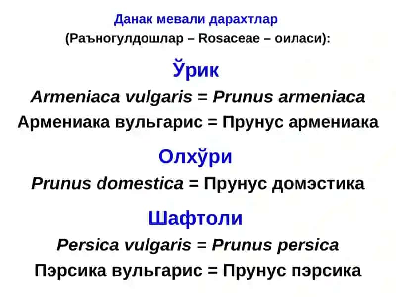 Данак Мевали Дарахтлар 3
