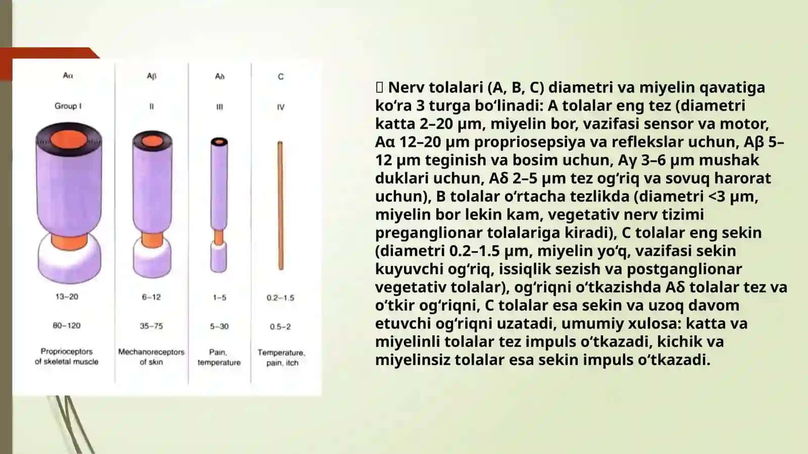 Orqamiya,uzunchoqmiyavao'rtamiyaningvegetativfunksiyalariniboshqaruvchimarkazlari 3