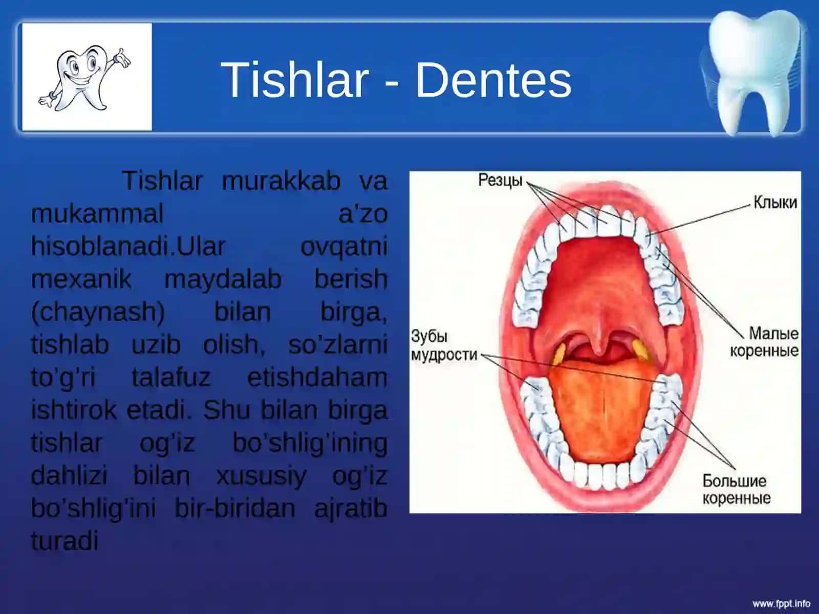Tishlarning anatomik va gistalogik tuzilishi slayd prezintatsiya taqdimot mustaqil ish 3