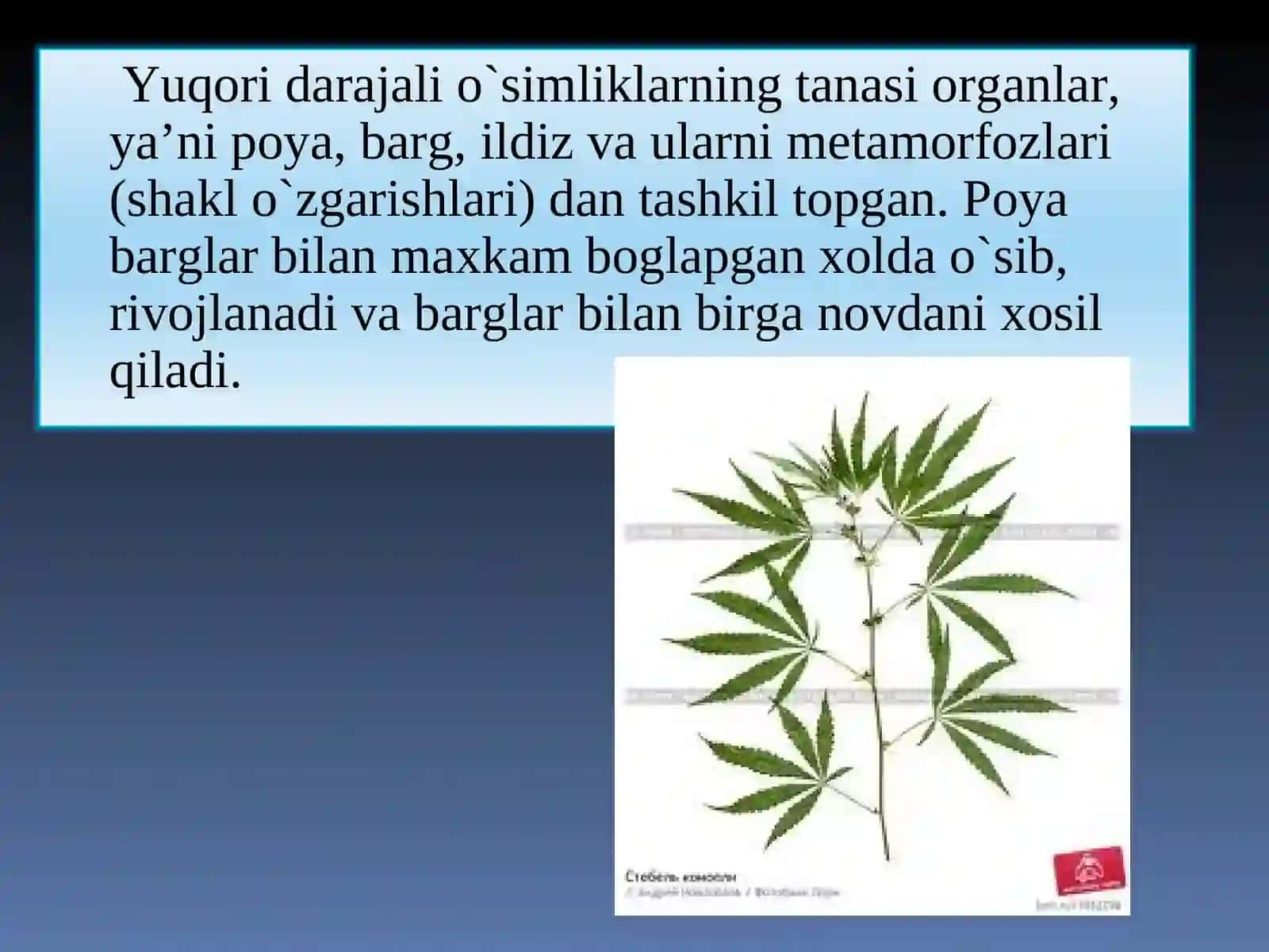 Poya, Barglar bilan birga o'suvchi o'simliklar muddati 3