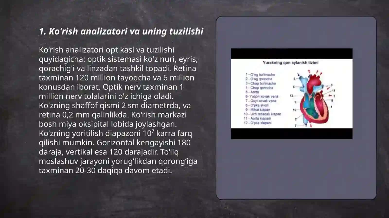 Ta'm bilish va hid bilish azolarining funksional anatomiyasi 3