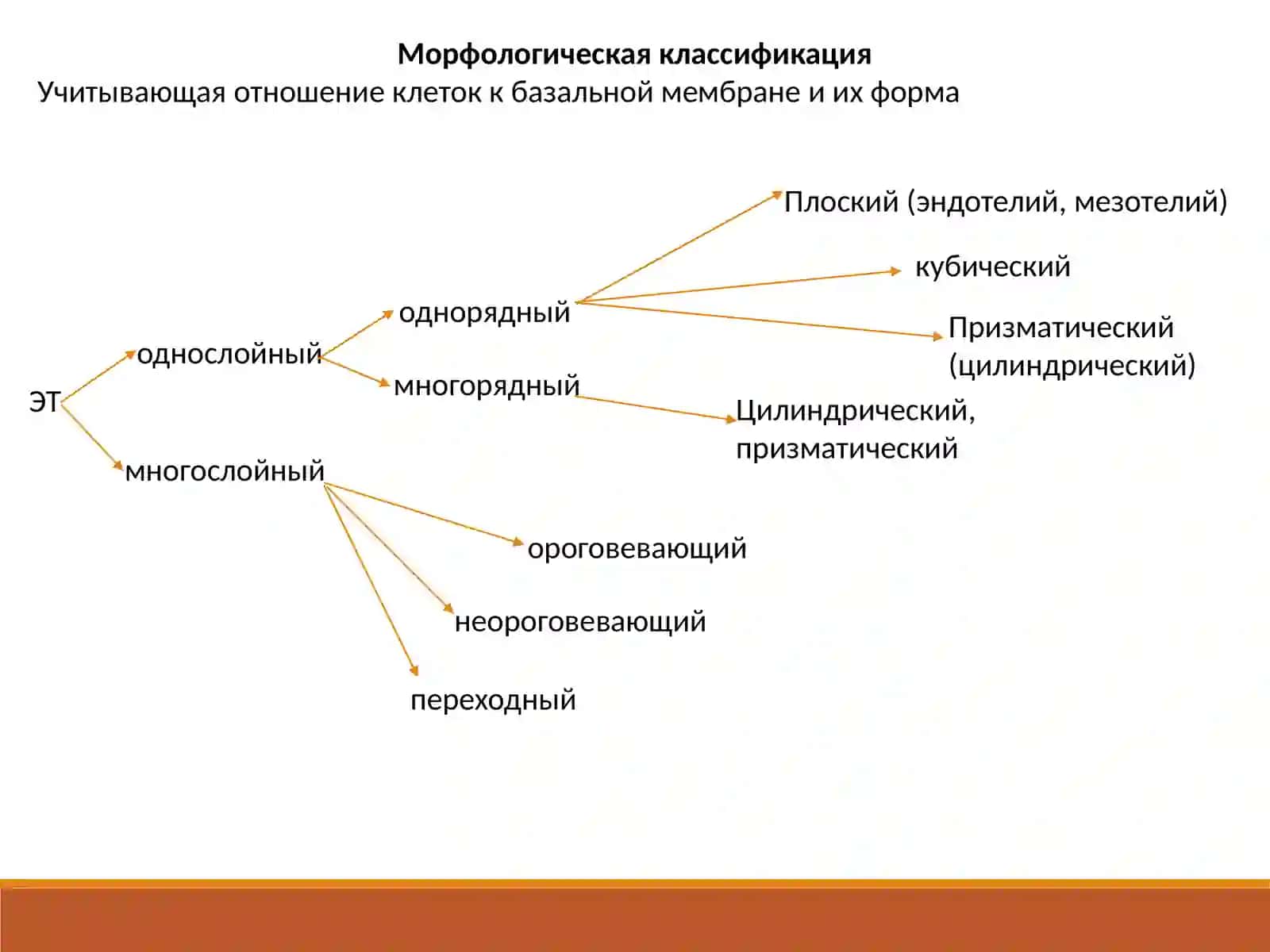 Эпителиальная ткань 3