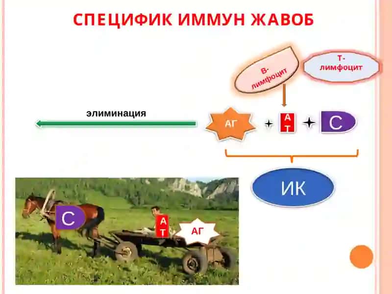 Диффуз касалликлари (БТДК) 3