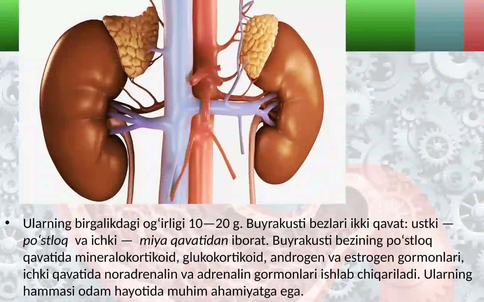 Buyrak usti, me’daosti va jinsiy bezlar 3