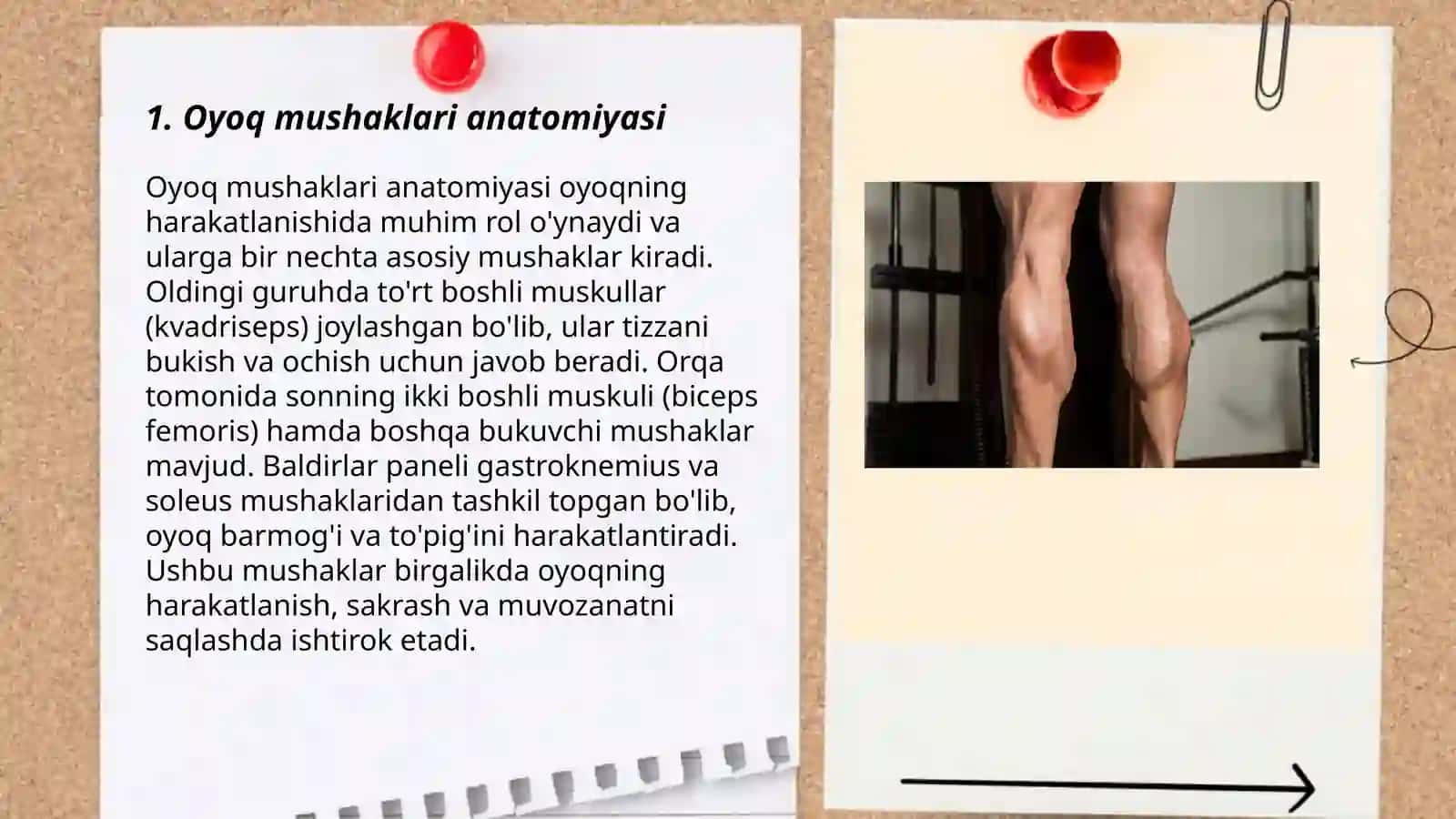 Oyoq mushaklari anatomiyasi 3