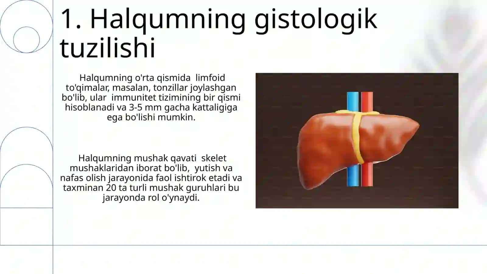 Nafas olish tizimi a'zolarining qiyosiy gistalogik tavsifi 3