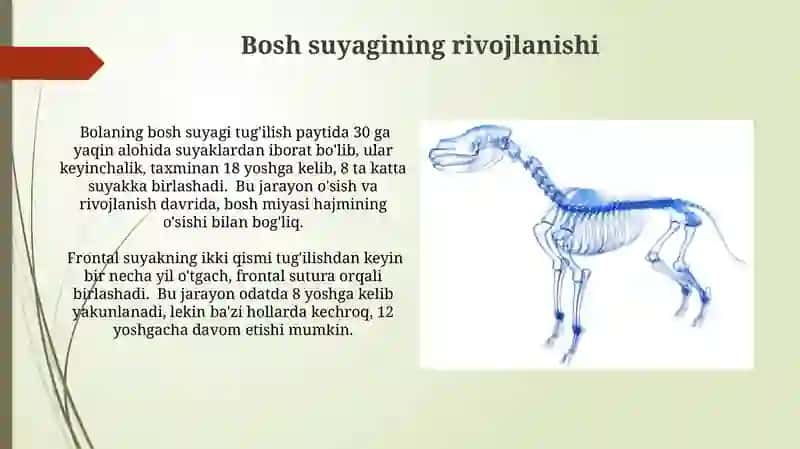 Skelet suyaklarning rentgenanatomiyasi.Skeletni rivojlanish anamiliyasi 3