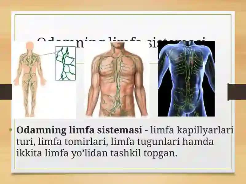 Limfa tomirlarningrivochlanishiga va tuzilishiga ichtimoviy va bialogik muxitlarning tasiri 3